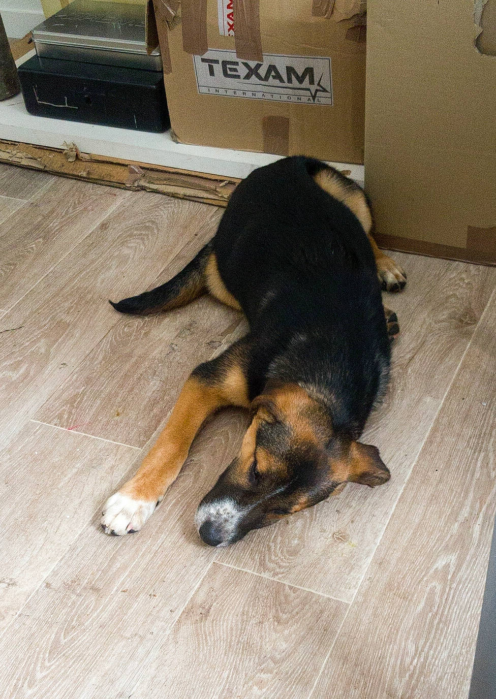 Vanà a rejoint le concours — aidez-le/la à gagner de superbes lots ! canidae, carnivore, companion_dog, dog, dog_breed, floor, flooring, german_shepherd_dog, hardwood, paw, snout, tail, wood