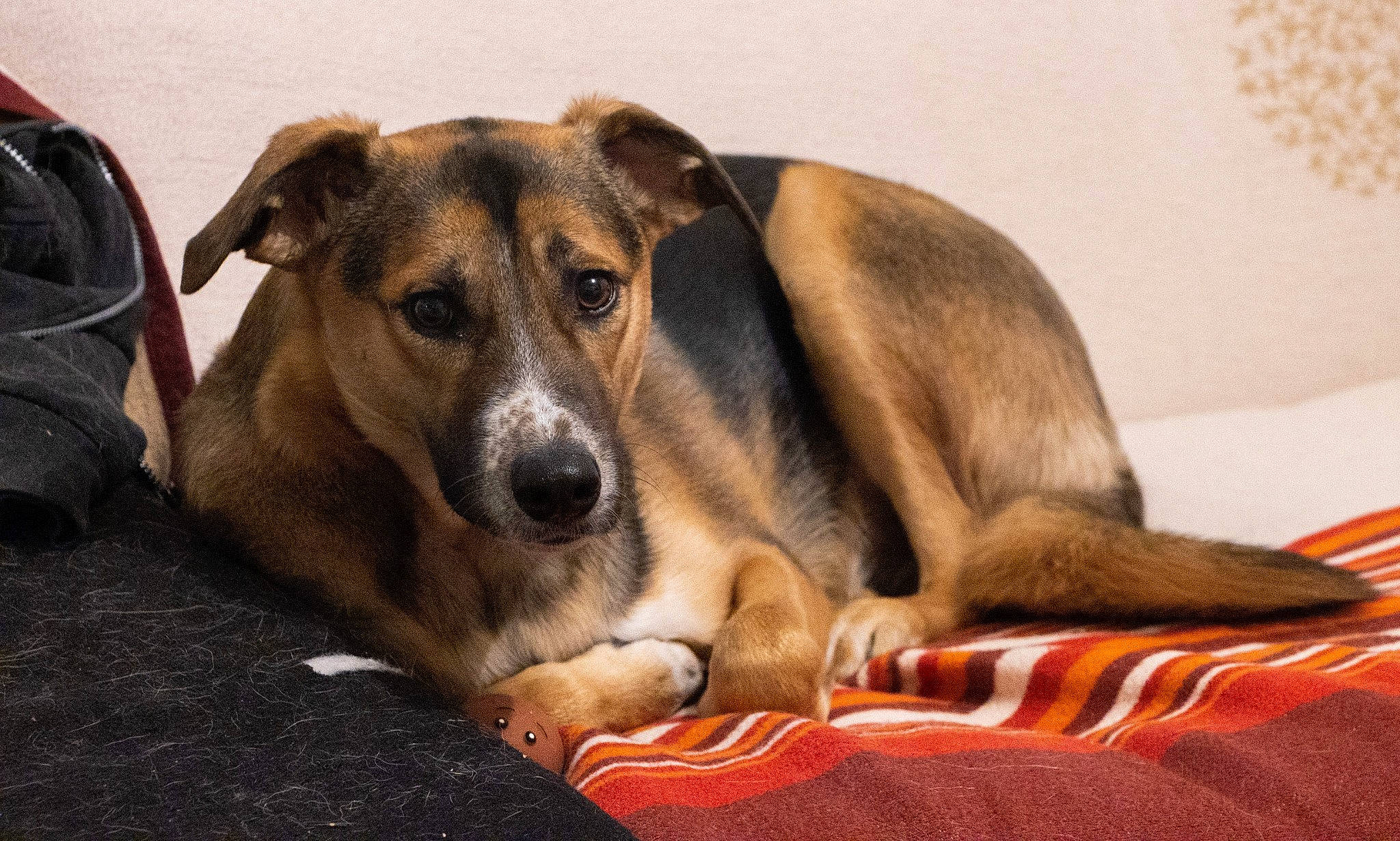 Vanà a rejoint le concours — aidez-le/la à gagner de superbes lots ! canidae, carnivore, companion_dog, dog, dog_breed, mammal, potcake_dog, rare_breed_dog, smooth_collie, snout, street_dog, vertebrate, whippet, whiskers