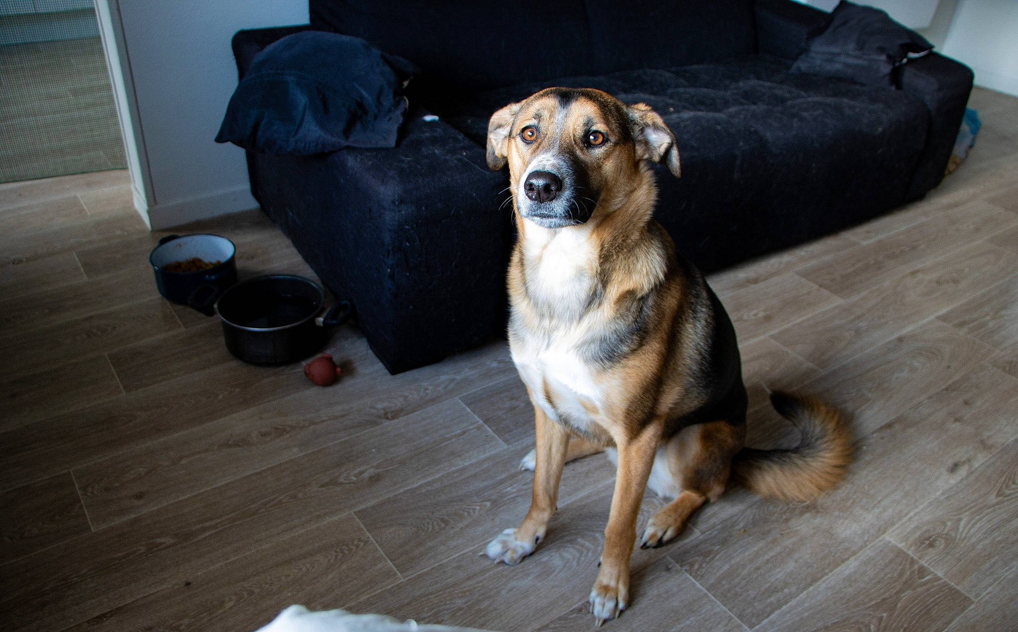 Vanà participe au concours pour gagner de l'argent avec cette photo : austrian_pinscher, canidae, carnivore, companion_dog, dog, dog_breed, fawn, floor, flooring, mammal, paw, potcake_dog, rare_breed_dog, sitting, snout, sporting_group, street_dog, whiskers, working_dog