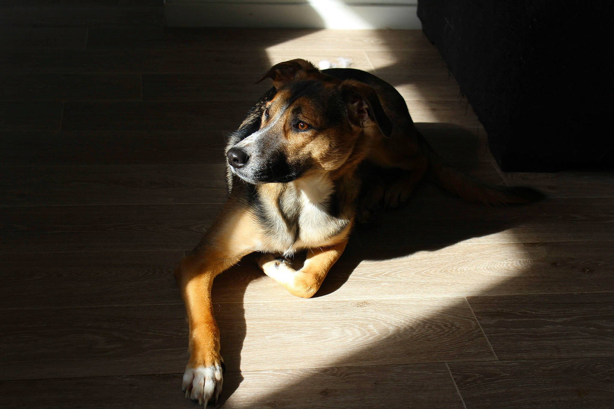 Vanà participe au concours pour gagner de l'argent avec cette photo : canidae, carnivore, dog, dog_breed, fawn, lurcher, mammal, paw, puppy, snout, sporting_group