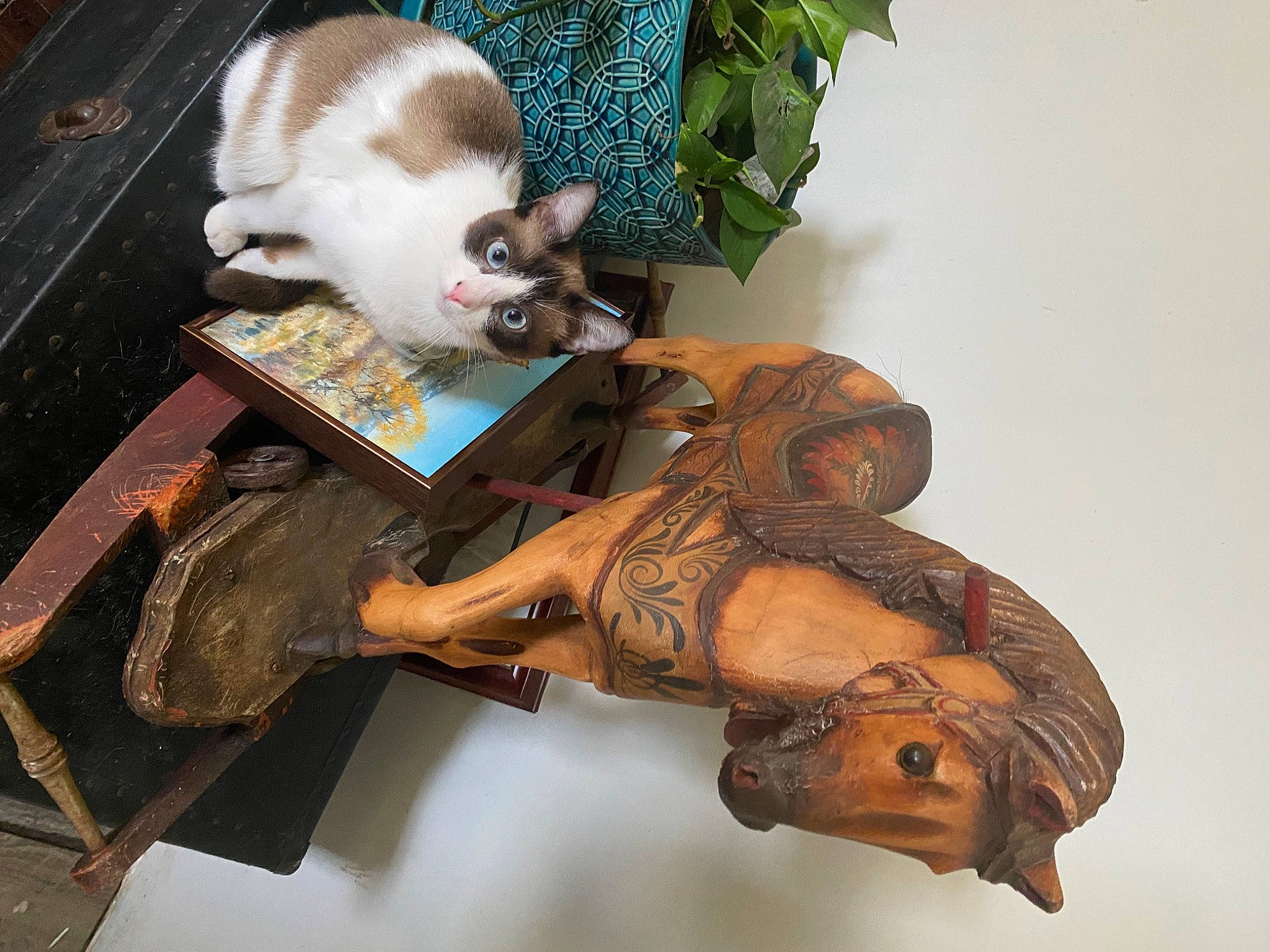 Carmel joined the competition — help win amazing prizes! art, artifact, carnivore, cat, companion_dog, fawn, felidae, fur, guitar, houseplant, liver, metal, plant, sculpture, small_to_medium_sized_cats, tail, whiskers, wood, working_animal, wrist
