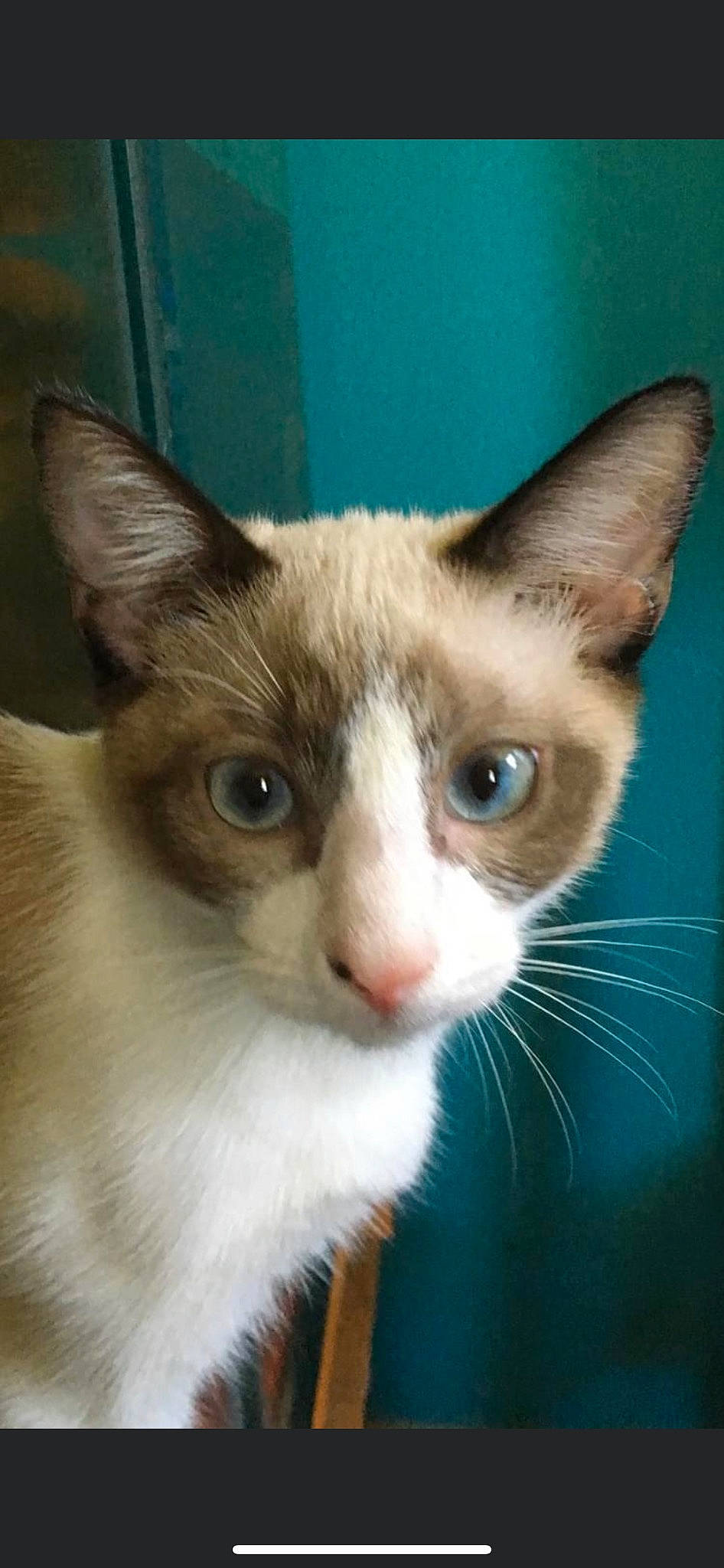 Carmel joined the competition — help win amazing prizes! carnivore, cat, domestic_short_haired_cat, felidae, fur, small_to_medium_sized_cats, snout, tail, whiskers