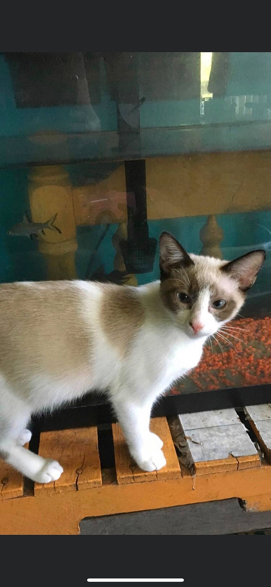 Carmel joined the competition — help win amazing prizes! carnivore, cat, domestic_short_haired_cat, fawn, felidae, fur, paw, small_to_medium_sized_cats, snout, tail, whiskers, window, wood