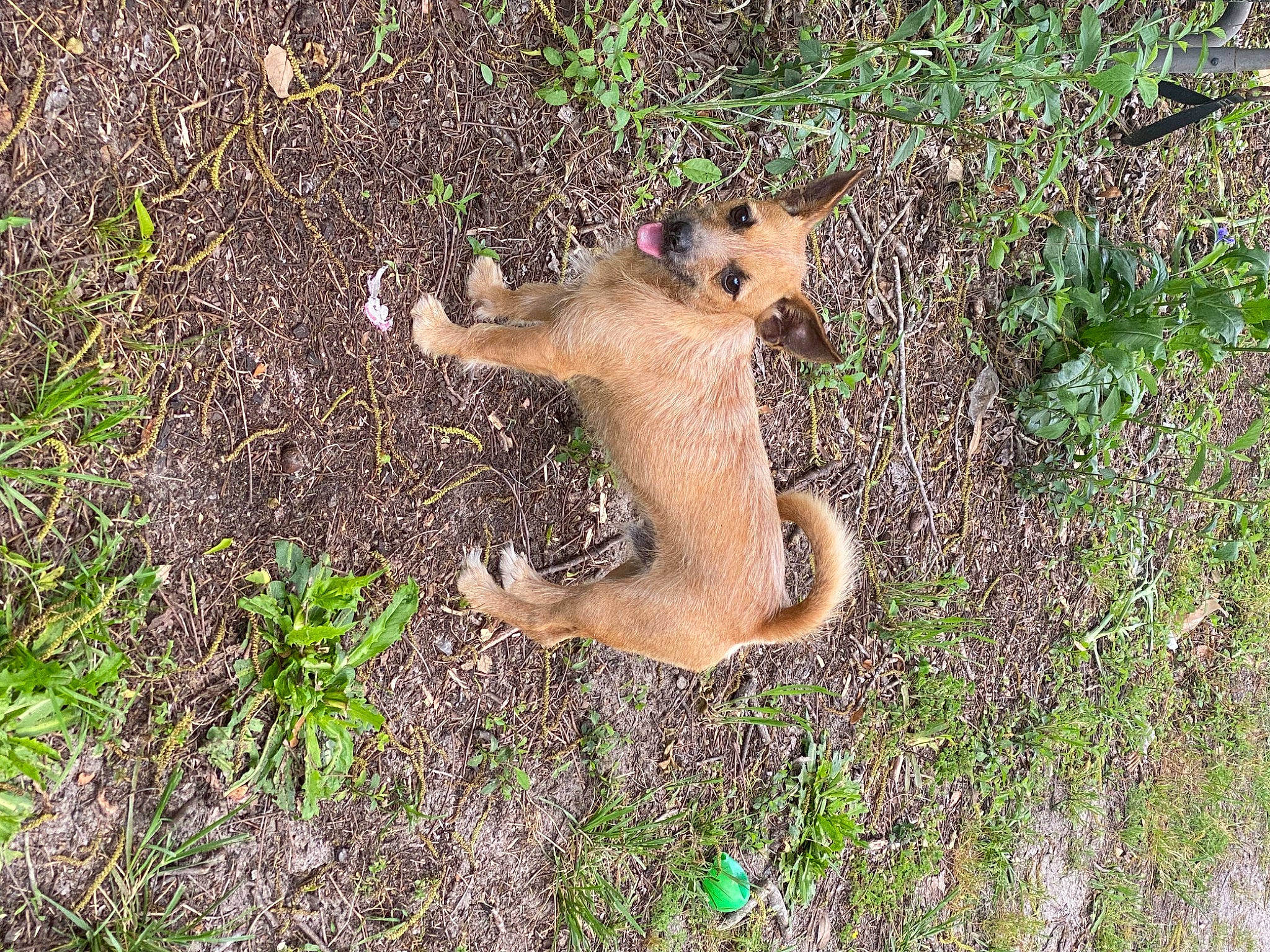 Woody joined the competition — help win amazing prizes! big_cats, canidae, carnivore, fawn, felidae, fox_squirrel, fur, grass, groundcover, marsupial, paw, plant, rodent, snout, soil, squirrel, tail, terrestrial_animal, trunk, wildlife