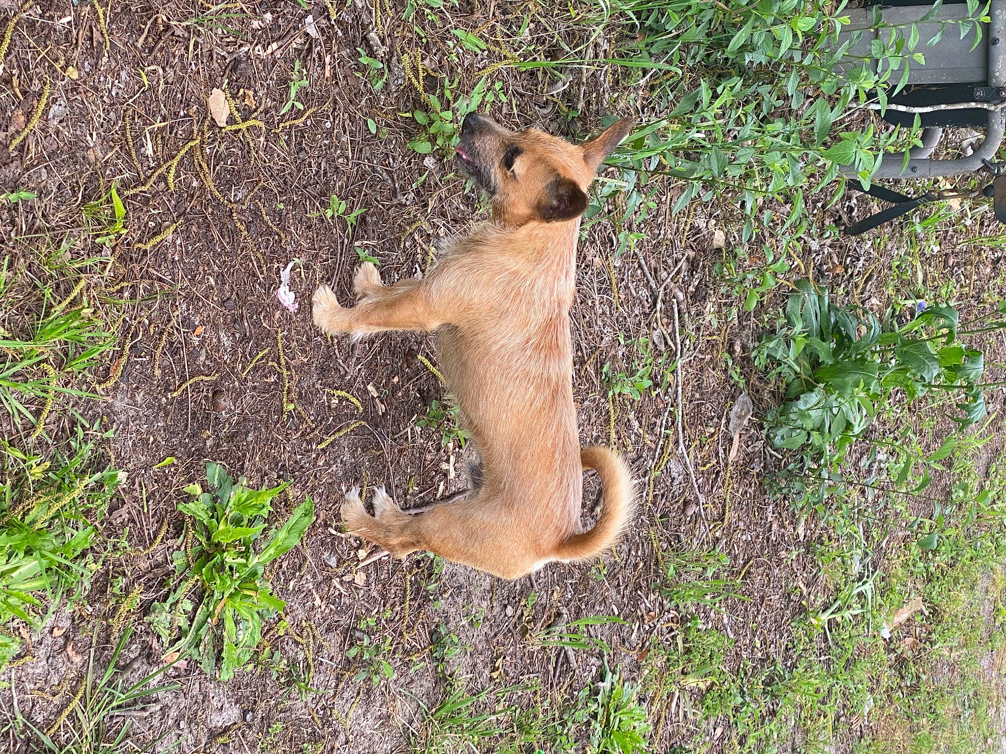 Woody is registered to the contest to win money with this photo: chipmunk, fawn, fox_squirrel, fur, grass, grey_squirrel, ground_squirrels, groundcover, marsupial, plant, rodent, soil, squirrel, tail, terrestrial_animal, tree, trunk, wildlife, wood