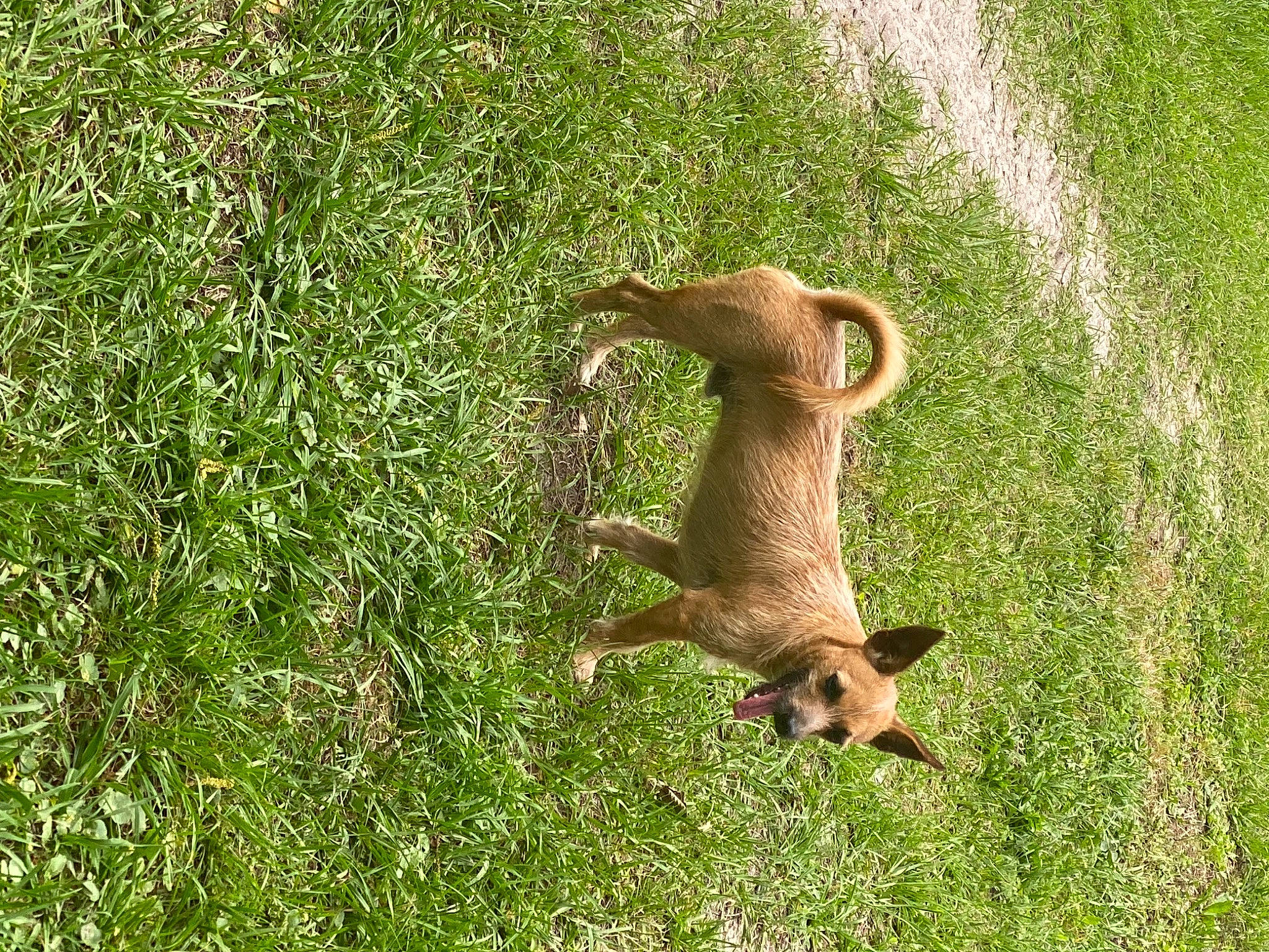 Woody is registered to the contest to win money with this photo: beak, bird_of_prey, dog_breed, falconiformes, fawn, field, grass, grassland, groundcover, herbaceous_plant, meadow, natural_landscape, pasture, people_in_nature, plant, prairie, soil, tail, terrestrial_animal, wildlife