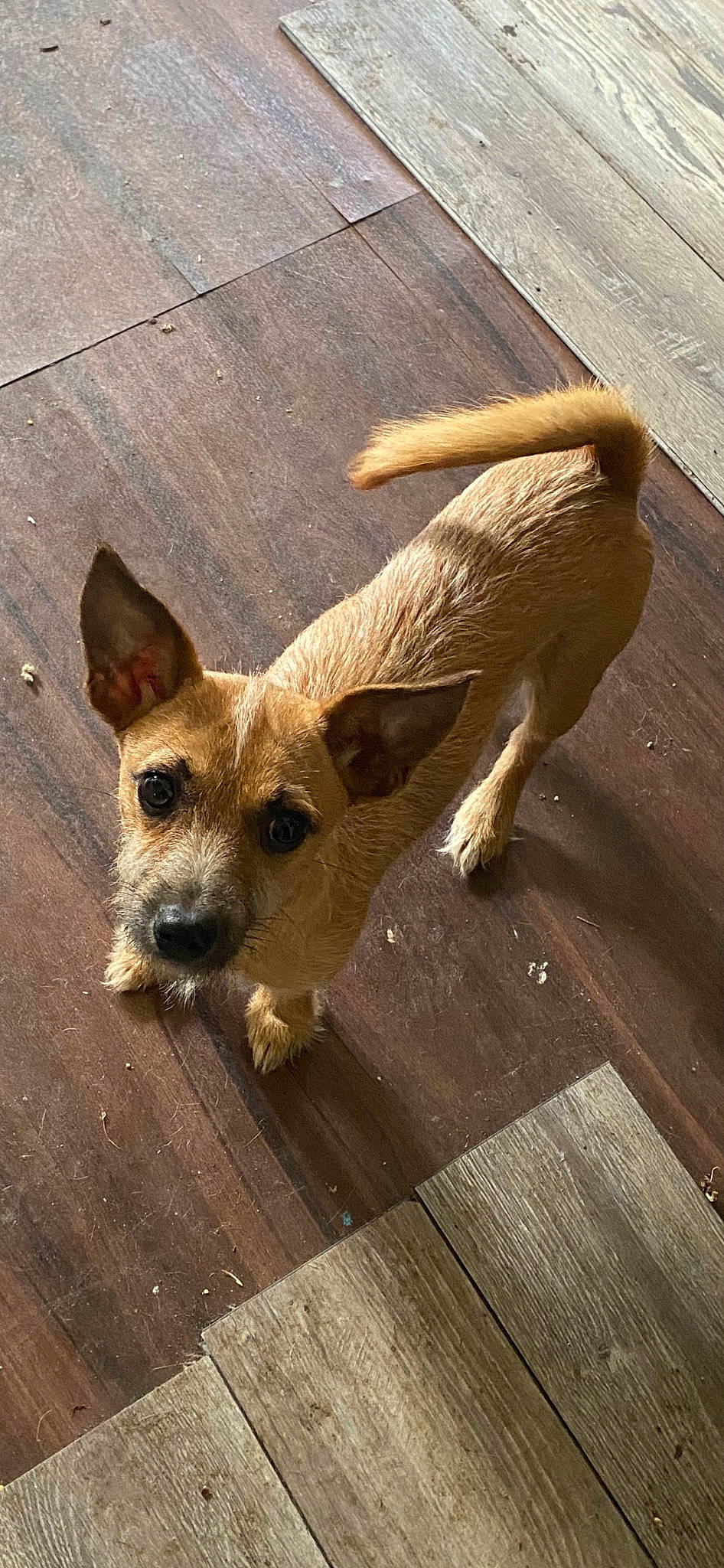 Woody joined the competition — help win amazing prizes! carnivore, companion_dog, dog, dog_breed, fawn, flooring, fur, hardwood, paw, plank, snout, sporting_group, tail, terrestrial_animal, terrier, toy_dog, whiskers, wood, wood_flooring, working_animal