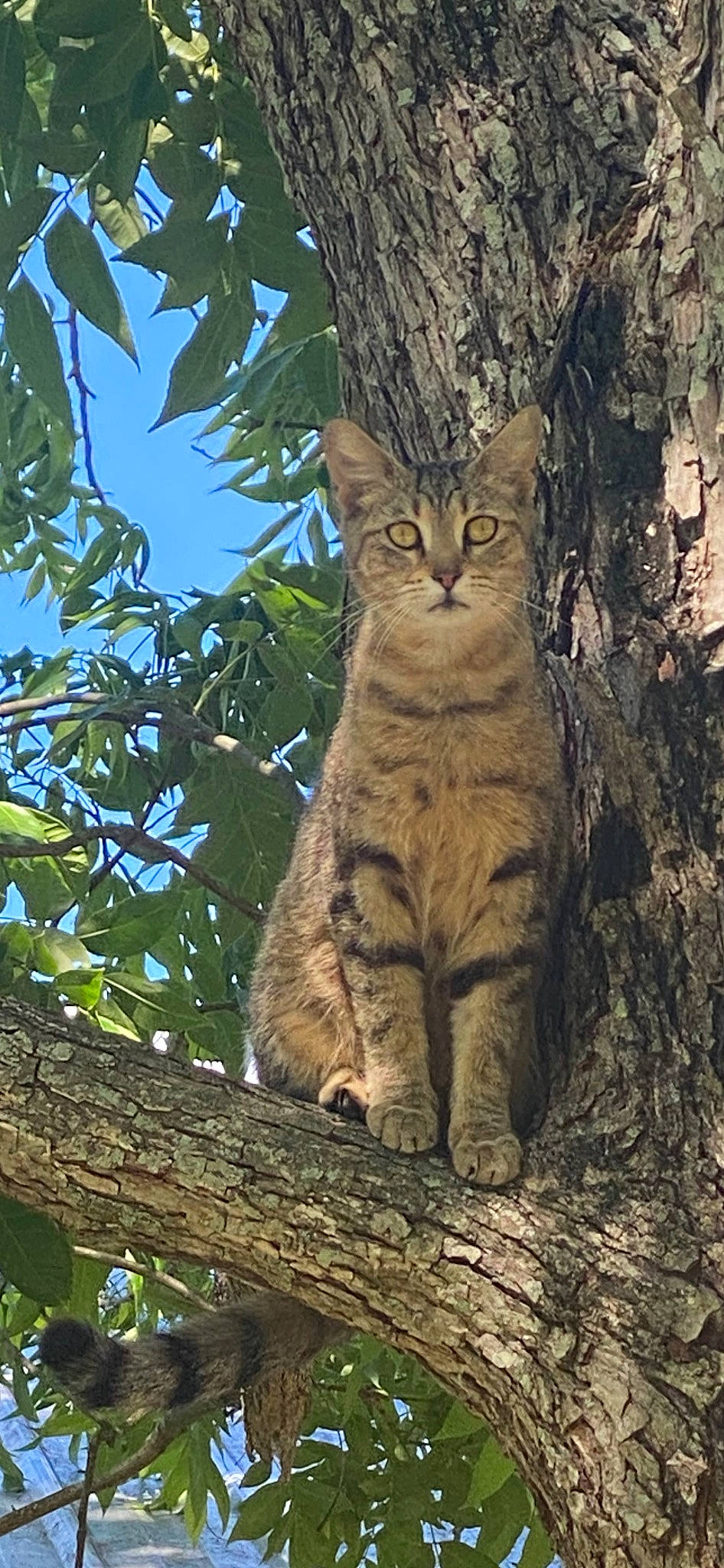 Bagel is registered to the contest to win money with this photo: branch, carnivore, cat, domestic_short_haired_cat, felidae, fur, grass, plant, sky, small_to_medium_sized_cats, snout, tail, terrestrial_animal, tree, trunk, twig, whiskers, wildlife, wood, woody_plant