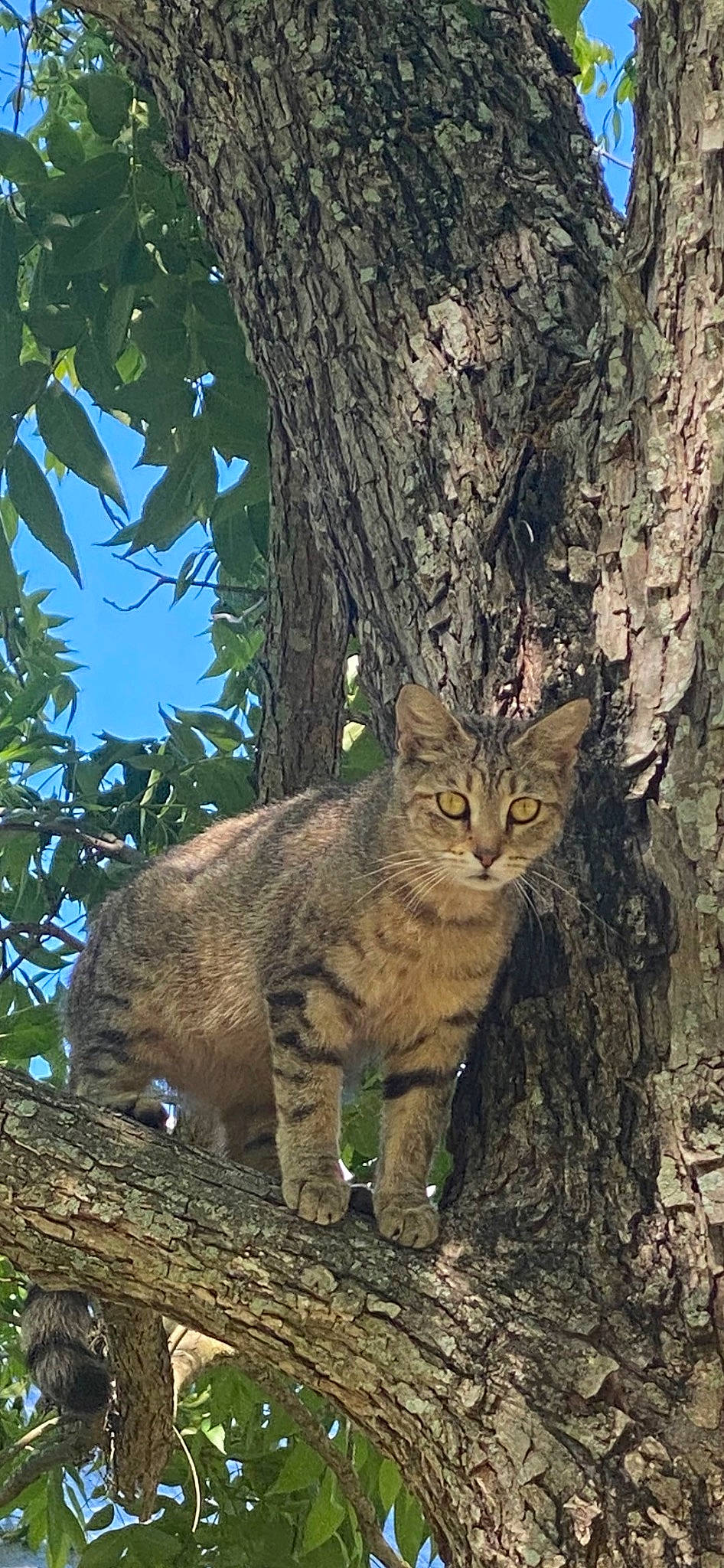 Bagel joined the competition — help win amazing prizes! branch, carnivore, cat, eye, fawn, felidae, fur, grass, plant, small_to_medium_sized_cats, snout, tail, terrestrial_animal, tree, trunk, twig, whiskers, wildlife, wood, woody_plant