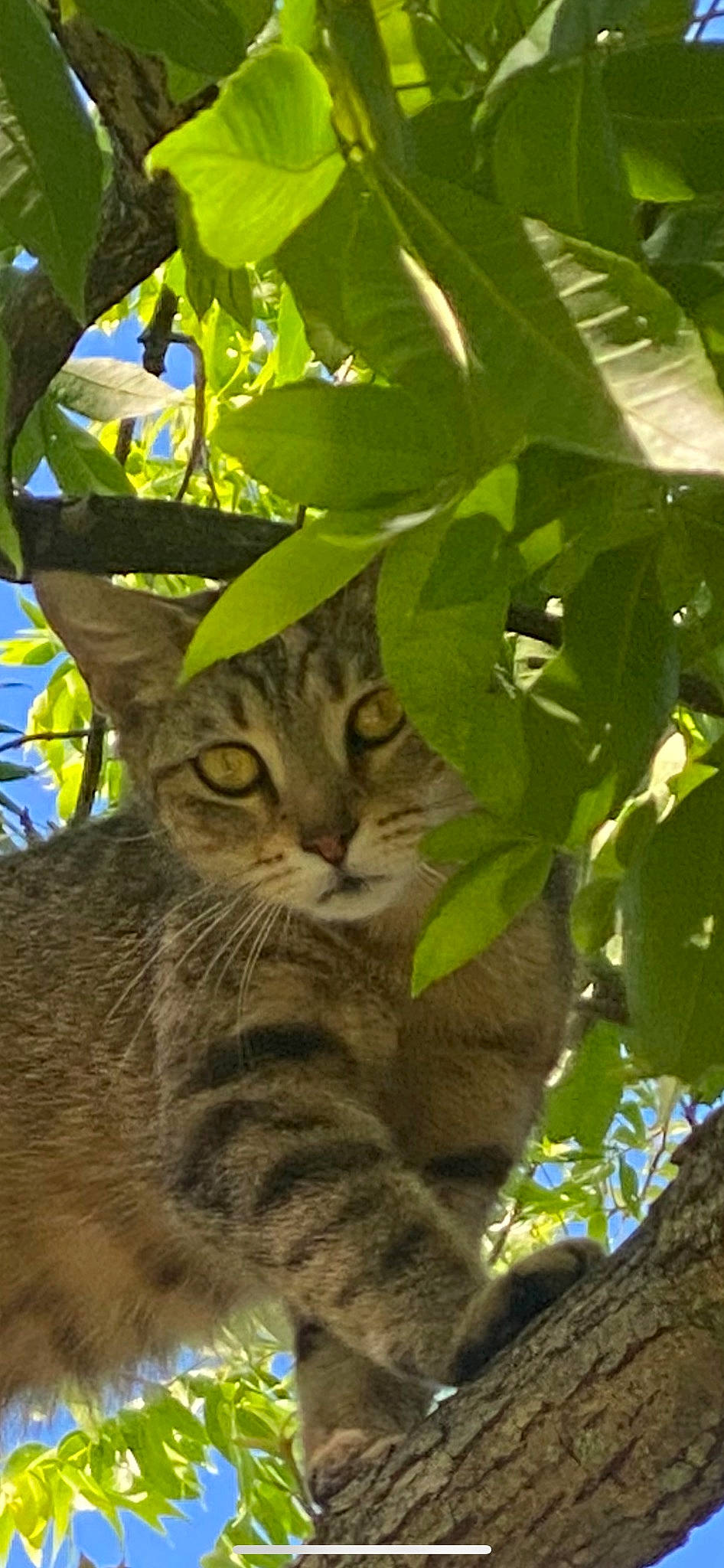 Bagel joined the competition — help win amazing prizes! branch, carnivore, cat, domestic_short_haired_cat, felidae, fur, grass, jungle, plant, plant_stem, small_to_medium_sized_cats, snout, terrestrial_animal, terrestrial_plant, tree, trunk, twig, whiskers, wildlife, wood