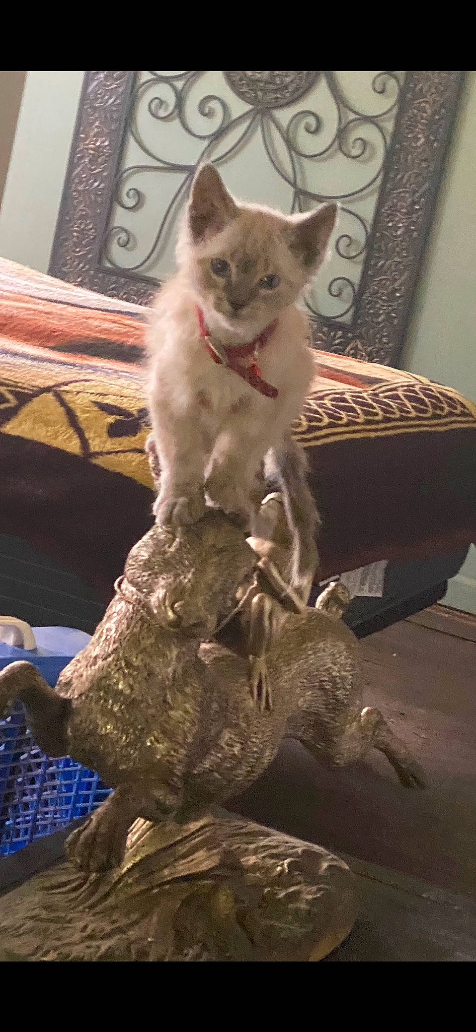 Casper is registered to the contest to win money with this photo: carnivore, cat, chair, claw, comfort, couch, domestic_short_haired_cat, fawn, felidae, flooring, fur, grey, living_room, paw, sitting, small_to_medium_sized_cats, snout, tail, terrestrial_animal, whiskers