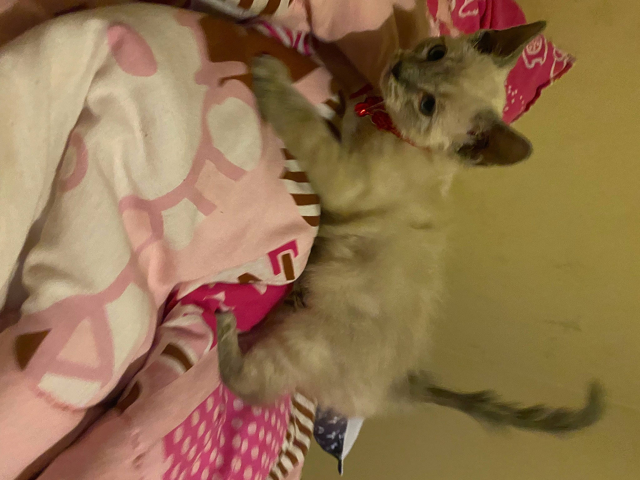 Casper joined the competition — help win amazing prizes! bed, canidae, carnivore, companion_dog, dog, dog_breed, dog_supply, fawn, felidae, fur, linens, paw, pink, small_to_medium_sized_cats, snout, sporting_group, tail, toy_dog, whiskers, working_animal