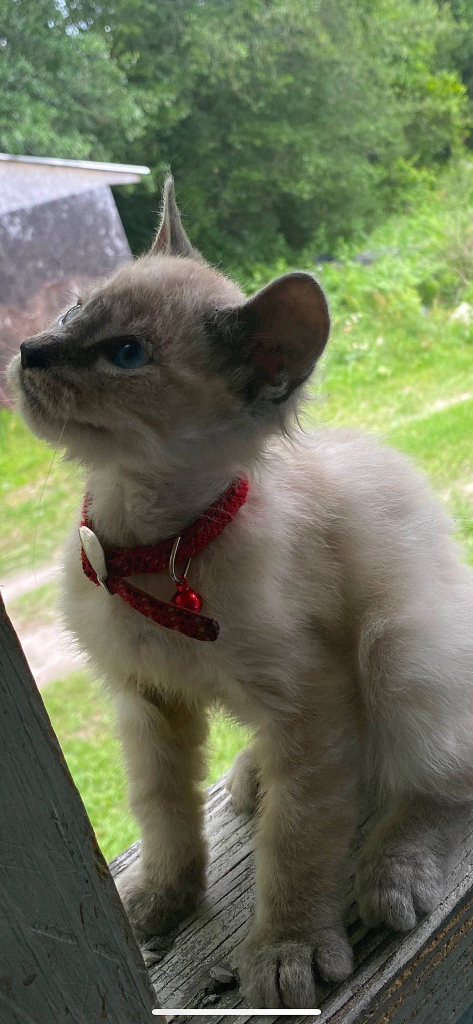 Casper is registered to the contest to win money with this photo: balinese, carnivore, cat, collar, domestic_short_haired_cat, fawn, felidae, fur, grass, plant, small_to_medium_sized_cats, snout, tail, terrestrial_animal, thai, whiskers