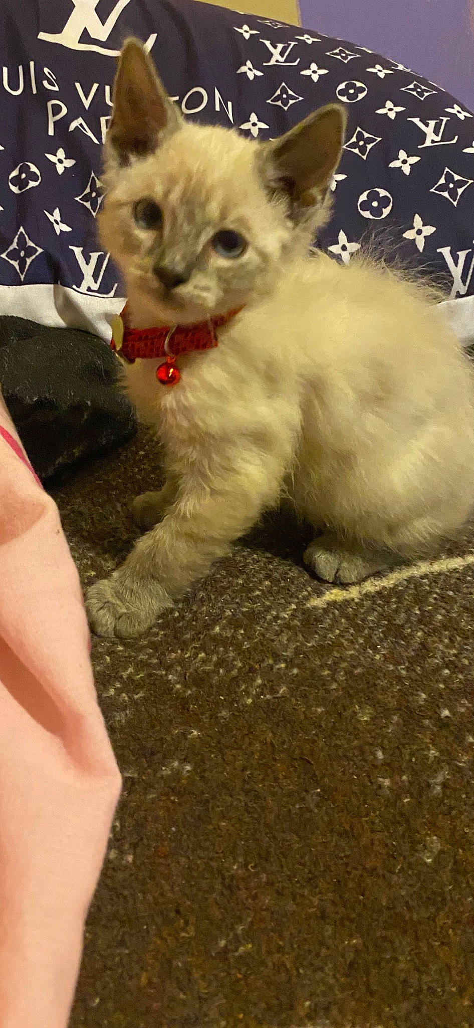 Casper is registered to the contest to win money with this photo: carnivore, cat, claw, domestic_short_haired_cat, fawn, felidae, fur, nail, paw, small_to_medium_sized_cats, tail, terrestrial_animal, thai, whiskers