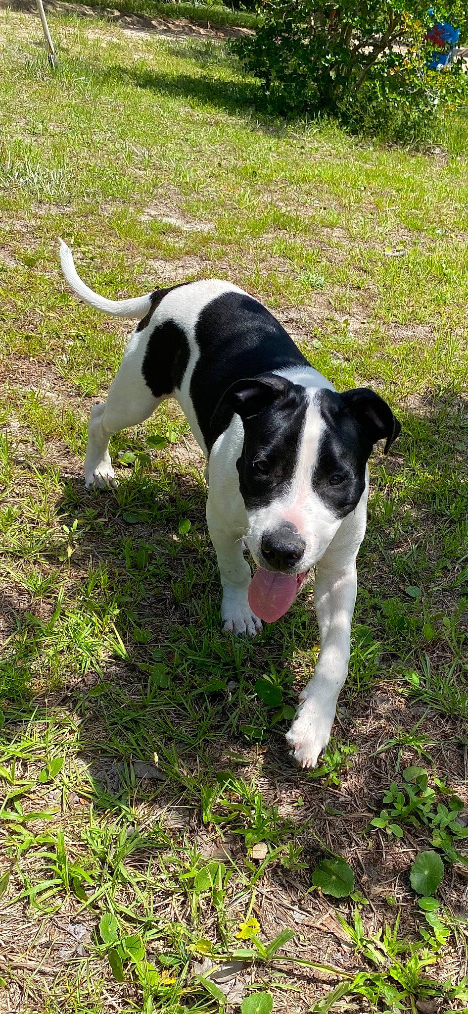 Cookies joined the competition — help win amazing prizes! adventure, canidae, carnivore, collar, companion_dog, dog, dog_breed, dog_collar, grass, hunting_dog, non_sporting_group, plant, snout, sporting_group, tail, working_animal, working_dog