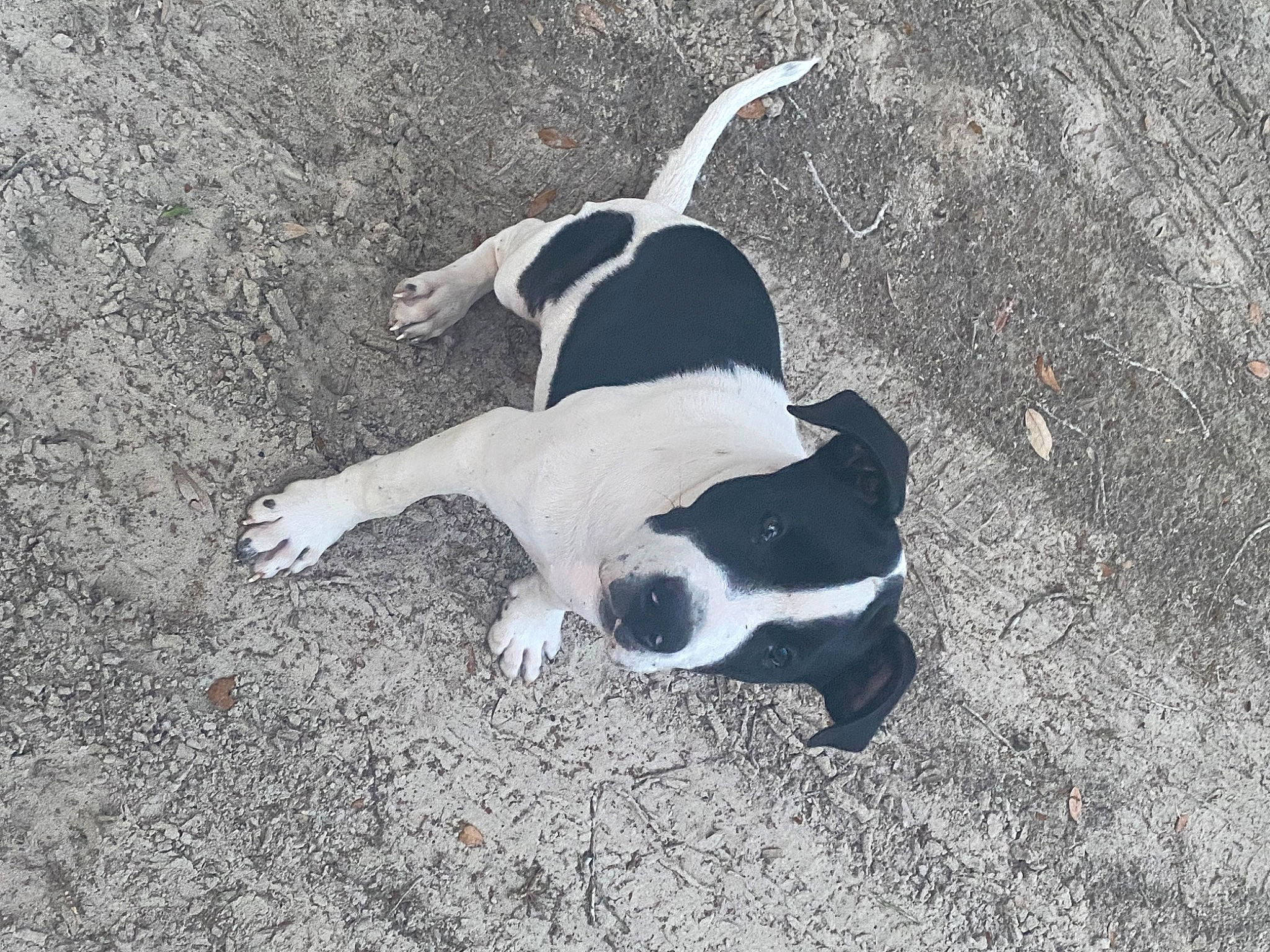 Cookies joined the competition — help win amazing prizes! asphalt, carnivore, companion_dog, concrete, dog, dog_breed, paw, road_surface, sand, shadow, soil, sporting_group, tail, tar, terrestrial_animal