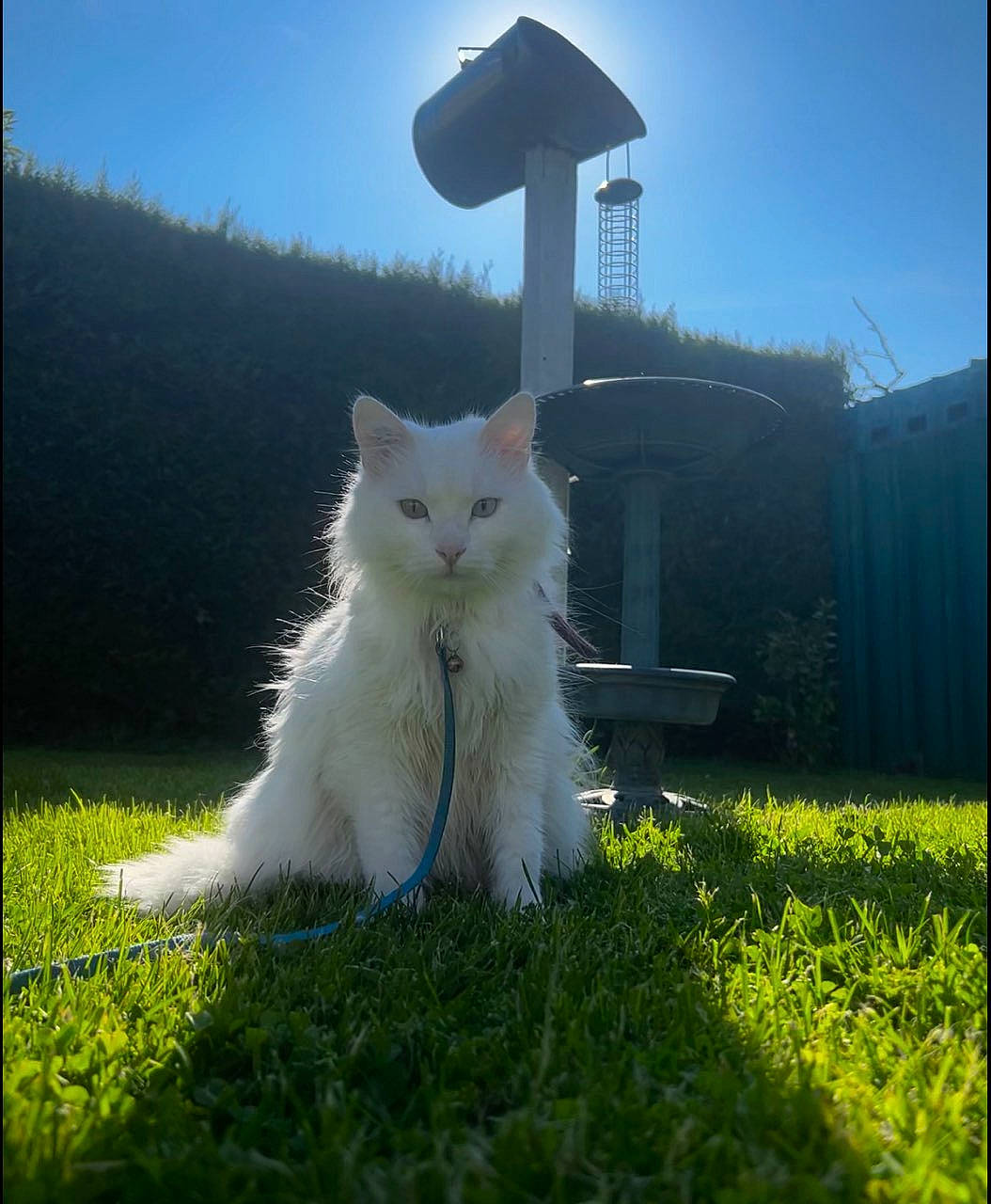 Oan participe au concours pour gagner de l'argent avec cette photo : carnivore, cat, domestic_short_haired_cat, felidae, fur, grass, grassland, landscape, lawn, meadow, pasture, plant, sitting, sky, small_to_medium_sized_cats, sunlight, tail, terrestrial_animal, tree, whiskers