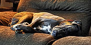 Willow is registered to the contest to win money with this photo: animal, brown, canine, cat_tree, comfort, couch, cozy, decor, dog, furniture, home, indoor, living_room, paw, pet, portrait, relaxing, resting, sleeping, soft_light