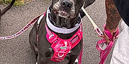 Willow joined the competition — help win amazing prizes! dog, gray_dog, pink_harness, leash, pavement, grass, outdoor, pet, animal, canine, walking, human_arm, tattoo, casual_clothing, sitting, looking_up, paw, nature, companion, daytime