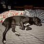 Willow is registered to the contest to win money with this photo: dog, black_dog, sleeping, bed, blanket, quilt, cozy, indoor, resting, paw, fur, animal, pet, comfort, peaceful, relaxation, mammal, canine, napping, sleep