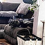 blanket, canine, carpet, comfortable, cozy, cushion, decor, dog, domestic, furniture, home, household, indoor, laundry_basket, living_room, pet, plant, relaxed, resting, sofa