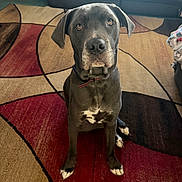 Willow is registered to the contest to win money with this photo: dog, pet, sitting, looking_up, attentive, indoor, living_room, area_rug, carpet, couch, collar, paws, white_markings, large_dog, short_fur, portrait, brown_eyes, nose, floor, cute