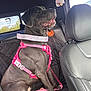 Willow joined the competition — help win amazing prizes! dog, black_dog, pet, harness, car_interior, backseat, leather_seat, window, seatbelt, car, animal, sitting, happy, side_view, restraint, pink, hanging_ornament, decal, betty_boop, daylight