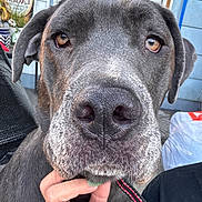Willow is registered to the contest to win money with this photo: dog, close_up, gray_dog, large_dog, brown_eyes, pet, animal, portrait, outdoor, hand, nails, leash, fence, sign, porch, face, whiskers, snout, ears, person