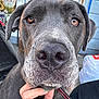 dog, close_up, gray_dog, large_dog, brown_eyes, pet, animal, portrait, outdoor, hand, nails, leash, fence, sign, porch, face, whiskers, snout, ears, person