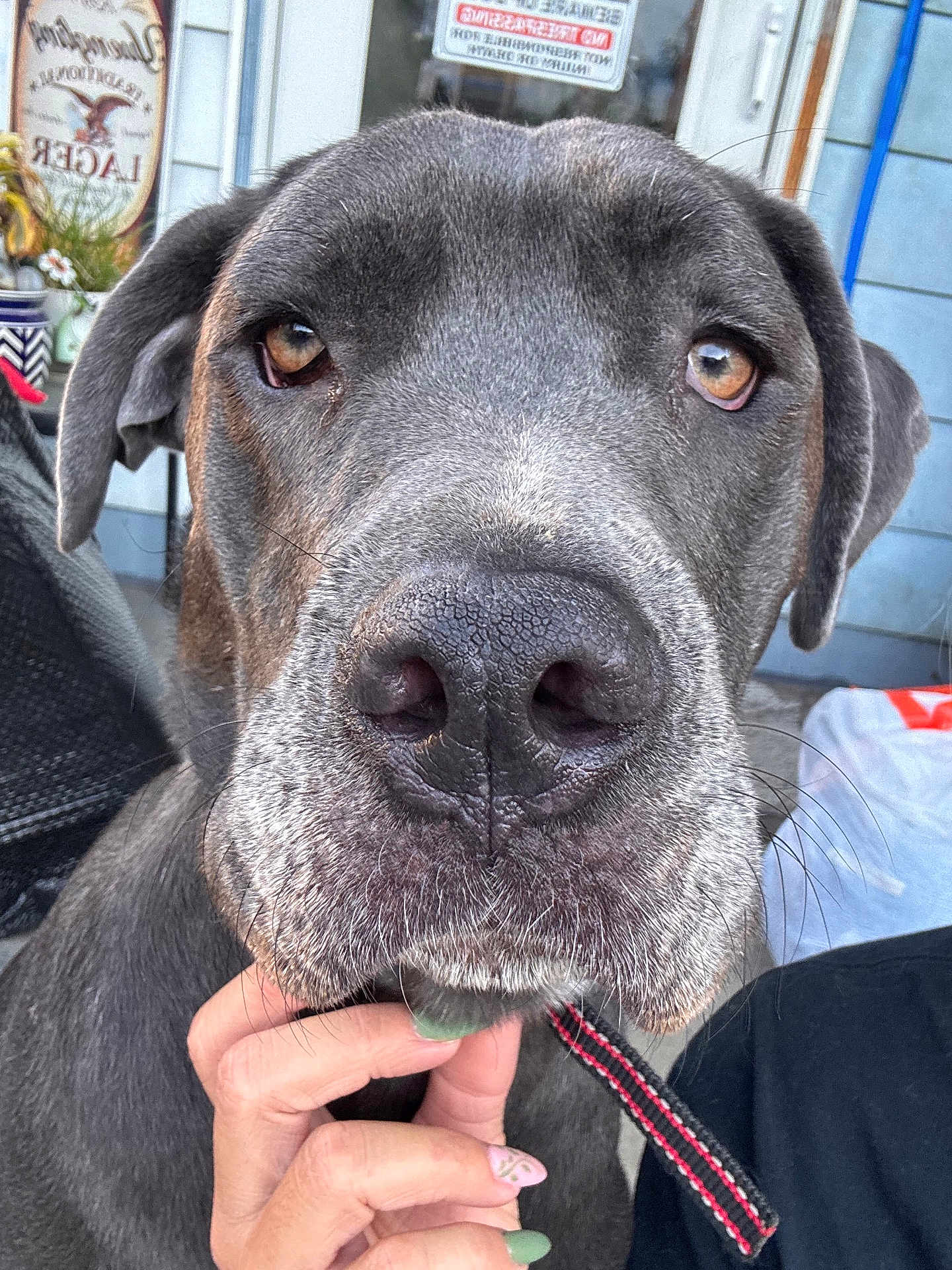 Willow is registered to the contest to win money with this photo: dog, close_up, gray_dog, large_dog, brown_eyes, pet, animal, portrait, outdoor, hand, nails, leash, fence, sign, porch, face, whiskers, snout, ears, person
