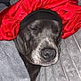 Willow is registered to the contest to win money with this photo: dog, sleeping, bonnet, red_fabric, blanket, gray_bedding, nose, snout, whiskers, close_up, cozy, pet, portrait, indoor, relaxed, satin, plush, headwear, domestic_animal, soft_texture