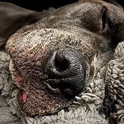 Willow joined the competition — help win amazing prizes! animal, blanket, close_up, cozy, cute, dog, fur, indoor, muzzle, nose, peaceful, pet, relaxation, resting, sleeping, snout, soft, texture, warm, whiskers