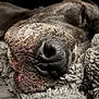 animal, blanket, close_up, cozy, cute, dog, fur, indoor, muzzle, nose, peaceful, pet, relaxation, resting, sleeping, snout, soft, texture, warm, whiskers