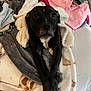 animal, bed, black_dog, blanket, clothing, comfort, cozy, dog, fur, fur_texture, home, indoors, laying_down, looking_at_camera, paws, pet, pile, relaxed, resting, soft