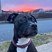 Sophie is registered to the contest to win money with this photo: animal, black_dog, canine, close_up, collar, curious, dog, evening, fence, grass, house, nature, outdoor, pet, quiet, sidewalk, sky, street, sunset, white_chest