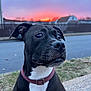 animal, black_dog, canine, close_up, collar, curious, dog, evening, fence, grass, house, nature, outdoor, pet, quiet, sidewalk, sky, street, sunset, white_chest