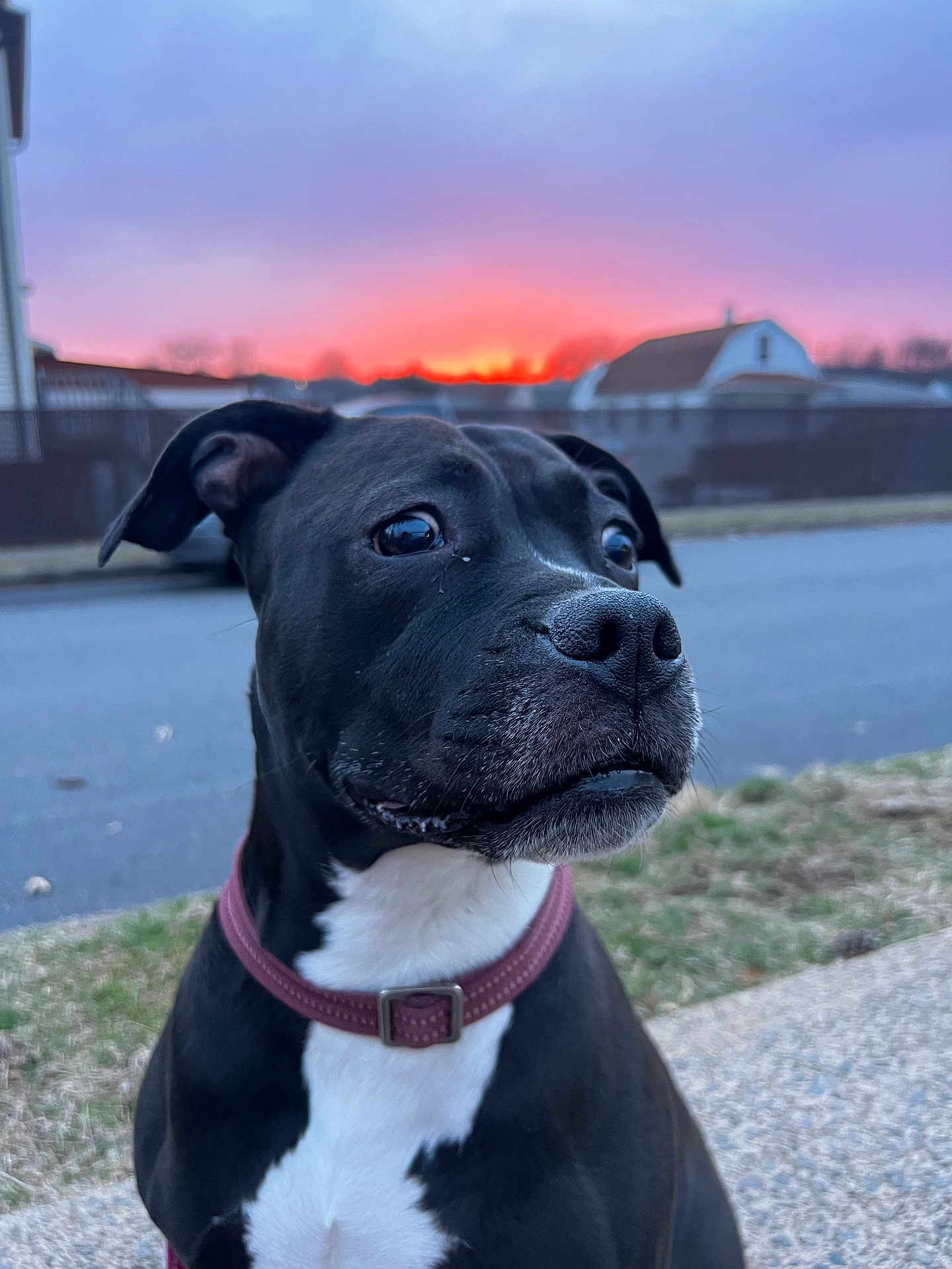Sophie
