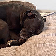 Sophie joined the competition — help win amazing prizes! animal, black_dog, blanket, canine, close_up, cozy, curled_up, dog, ears, fur, home, indoor, paw, peaceful, pet, quiet, relaxation, resting, sleeping, snout