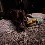 Sophie is registered to the contest to win money with this photo: animal, black_dog, carpet, closeup, companion, cozy, cute, dim_lighting, dog, face, fur, home, indoor, laying_down, pet, plush, relaxed, soft_texture, stuffed_toy, toy