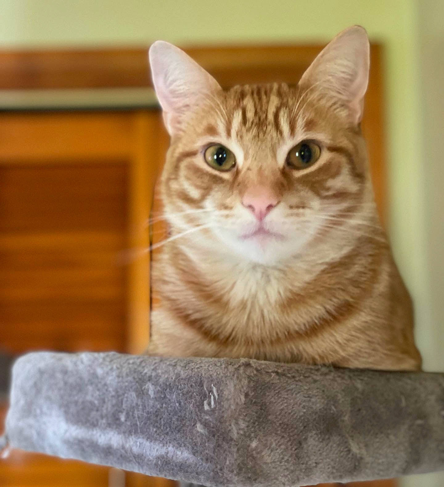 Skinny joined the competition — help win amazing prizes! box, cardboard, carnivore, cat, cat_furniture, cat_supply, domestic_short_haired_cat, fawn, felidae, fur, paw, photo_caption, rectangle, sitting, small_to_medium_sized_cats, snout, tail, whiskers, wood