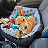Eden a rejoint le concours — aidez-le/la à gagner de superbes lots ! animal, blanket, canine, car_interior, closeup, comfort, companion, cozy, curious, dog, ears, indoor, looking_up, pet_bed, resting, seat, soft_toys, tan_color, toy, travel