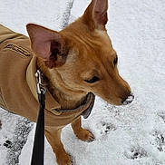 Eden a rejoint le concours — aidez-le/la à gagner de superbes lots ! animal, brown, canine, coat, cold, curious, dog, ears, fur, jacket, leash, nose, outdoor, paws, pet, snow, snowy_ground, standing, walking, winter
