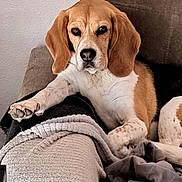 Nalia a rejoint le concours — aidez-le/la à gagner de superbes lots ! dog, beagle, pet, animal, canine, couch, blanket, indoor, relaxed, paw, fur, brown, white, resting, home, furniture, ears, nose, face, companion