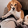 dog, beagle, pet, animal, canine, couch, blanket, indoor, relaxed, paw, fur, brown, white, resting, home, furniture, ears, nose, face, companion