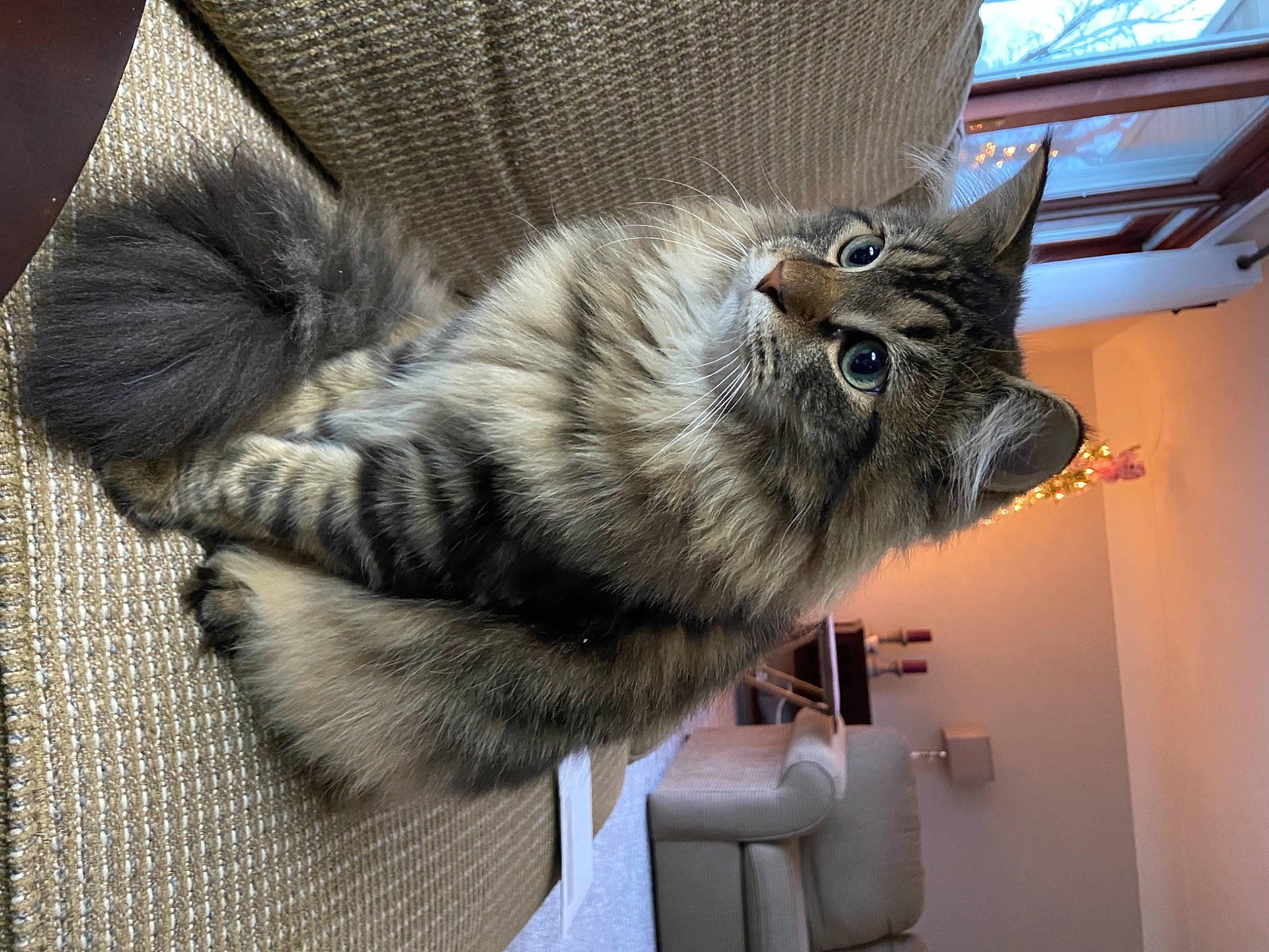 Bogey is registered to the contest to win money with this photo: carnivore, cat, comfort, domestic_short_haired_cat, fedora, felidae, fur, home_accessories, natural_material, pet_supply, small_to_medium_sized_cats, snout, tabby_cat, vertebrate, whiskers