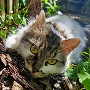 Kiyomi a rejoint le concours — aidez-le/la à gagner de superbes lots ! cat, yellow_eyes, fluffy, wood_chips, green_leaves, outdoor, nature, sunlight, close_up, relaxed, curious, pet, animal, garden, daylight, fur, whiskers, plant, tree_trunk, natural_light
