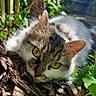 animal, cat, close_up, curious, daylight, fluffy, fur, garden, green_leaves, natural_light, nature, outdoor, pet, plant, relaxed, sunlight, tree_trunk, whiskers, wood_chips, yellow_eyes