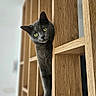 animal, bookshelf, cat, close_up, curious, cute, domestic_cat, feline, fur, gray_cat, green_eyes, head_tilt, home_interior, indoor, peeking, pet, shelf, vertical_bars, wood_texture, wooden_shelf