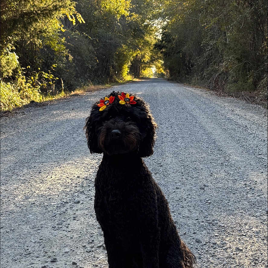 Sadie Pearl joined the competition — help win amazing prizes! animal, canine, dog, face, gravel, head, land, nature, outdoors, path, pet, plant, poodle, puppy, road, soil, tarmac, tree, vegetation, woodland
