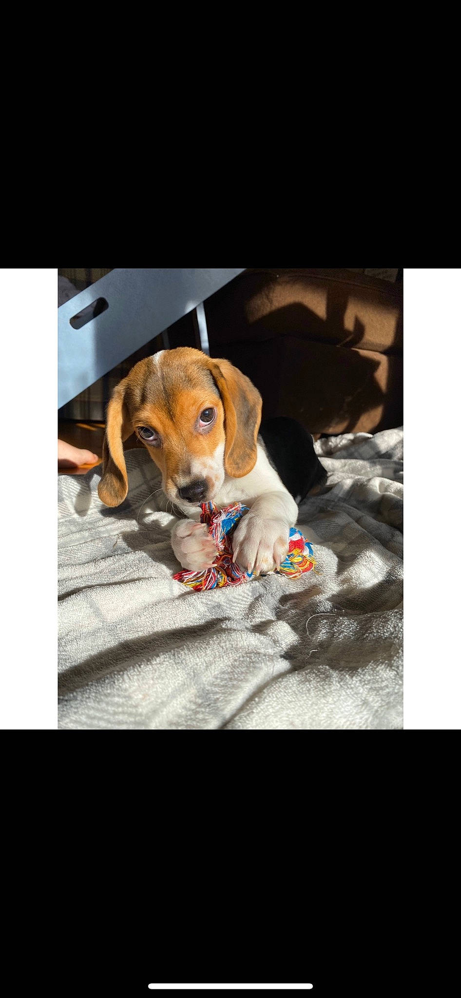 Mac joined the competition — help win amazing prizes! american_foxhound, beagle, beagle_harrier, canidae, carnivore, companion_dog, dog, dog_breed, drever, ear, harrier, hound, mammal, puppy, rare_breed_dog, scent_hound, snout, sporting_group, treeing_walker_coonhound, vertebrate